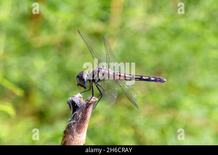 Eine männliche blaue Dasher-Libelle (Pachydiplax longipennis) mit einer in ihren Unterkiegeln gefangenen Biene. Blaue Striche gehören zur Familie der Libellulidae von Skimmer Drag Stockfoto