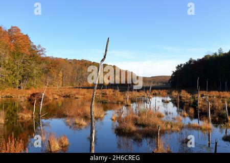 Eine Herbstansicht eines Binnengewässers mit toten Bäumen vom Empire State Trail, Abschnitt Maybrook Trailway, am Ice Pond, Brewster, NY Stockfoto