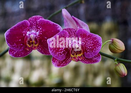 Nahaufnahme der lila Orchidee Stockfoto