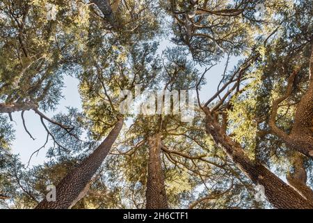 Ansicht von Cedrus Libani Bäumen im Cedars of God Wald, Arz, Bsharri, Libanon Stockfoto