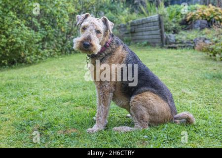 Airedale Terrier Stockfoto