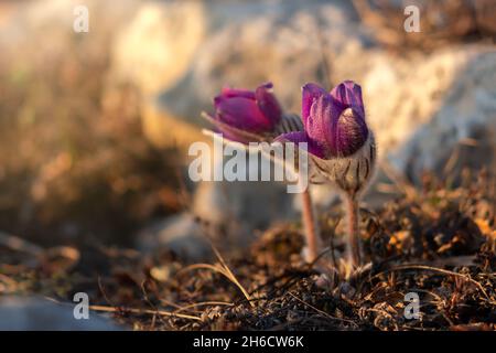 Traumgras oder Pulsatilla patens blühen im Frühjahr im Wald in den Bergen. Nahaufnahme, natürlicher Frühlingshintergrund. Zarte, zerbrechliche Blüten in se Stockfoto