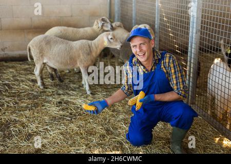 Farmer füttert Schafe in der Scheune Stockfoto