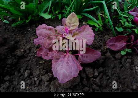 Blätter von roten Quinoa Nahaufnahme. Ernte gesunde Pflanzen im Garten. Stockfoto