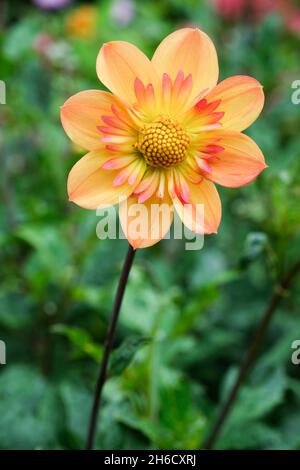 Dahlia „Kelsey Annie Joy“. Collarette Dahlia. Orange-gelbe Blüten mit orangefarbenen Zentren, umgeben von einem rosa Kragen. Stockfoto