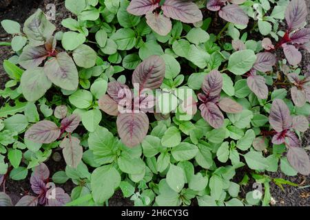 Junge Blätter von rotem und grünem Amaranth. Stockfoto