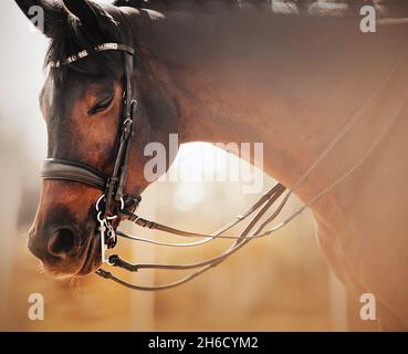 Porträt eines schönen Lorbeerpferdes mit einem Zaumzeug an der Schnauze, das an einem sonnigen nebligen Morgen mit geschlossenen Augen steht. Reitsport. Equestri Stockfoto