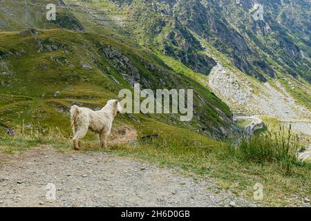 Ein rumänischer Hirte in den karpaten Stockfoto