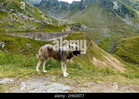 Ein rumänischer Hirte in den karpaten Stockfoto