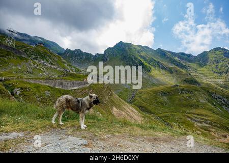 Ein rumänischer Hirte in den karpaten Stockfoto