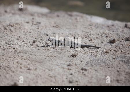 Selektive Fokusaufnahme der Eidechse auf dem Boden Stockfoto