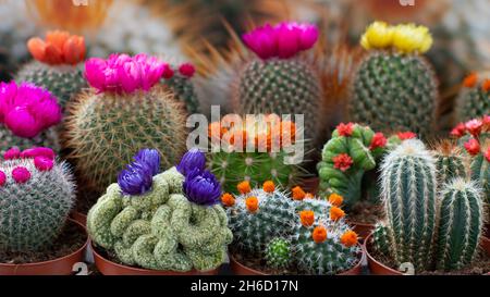 Set aus Kaktus und Sukkulente mit verklebten Immortelle Blumen, Heimtextilien, Heimpflanze. Verschiedene Arten von Kakteen, Topfpflanze als Geschenk Stockfoto