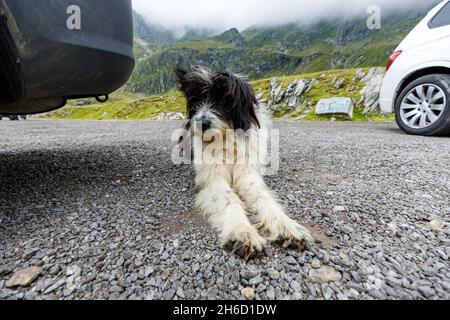 Ein rumänischer Hirte in den karpaten Stockfoto