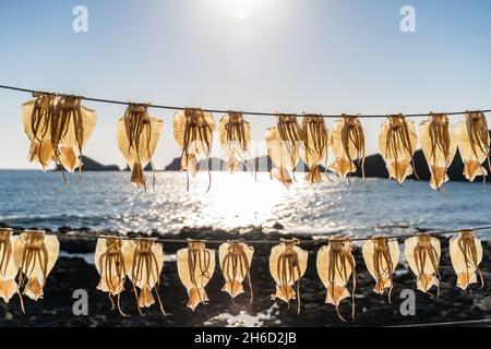 Nahaufnahme von Kalmaren, die unter einem sonnigen Himmel in der Nähe einer Küste getrocknet werden Stockfoto