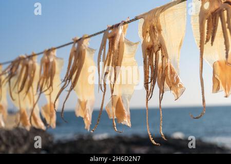 Nahaufnahme von Kalmaren, die unter einem sonnigen Himmel in der Nähe einer Küste getrocknet werden Stockfoto