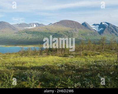 Birke am Ufer des Sees Akkajaure mit Akka, Ahkka-Bergmassiv mit Schnee und Gletscher. Wunderschöne nördliche arktische Landschaft in Anonjalmme saami Stockfoto