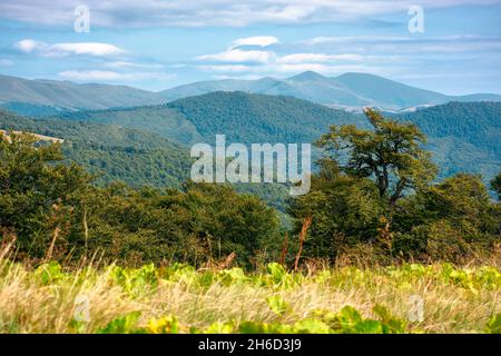 Sommer-Berglandschaft mit Wald auf dem Hügel. Uralte Buchen auf einem grasbewachsenen Hängen des svydovets Kamm. Schöne Naturlandschaft der karpaten Stockfoto