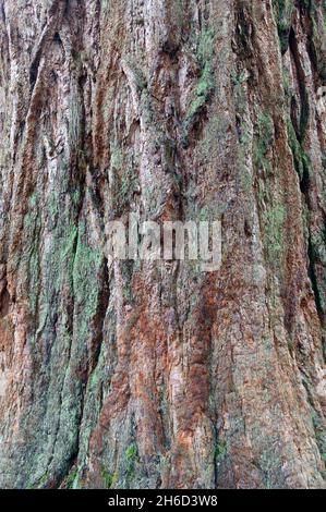 Sequoiadendron giganteum (Riesenmammutbaum; auch bekannt als Riesenmammutbaum, Sierra Redwood, Sierran Redwood, Wellingtonia oder einfach nur großer Baum – ein Spitzname auch Stockfoto