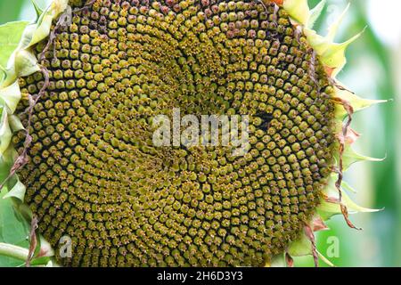 Das Muster der Sonnenblumenkerne nach der Blüte zu Beginn des Herbstes Stockfoto