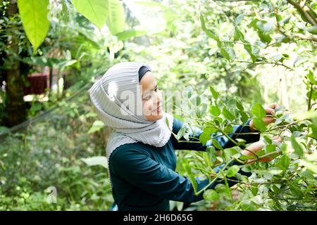 Muslimische Frau im Hijab pflückt im Garten Kaffir-Limettenblätter Stockfoto