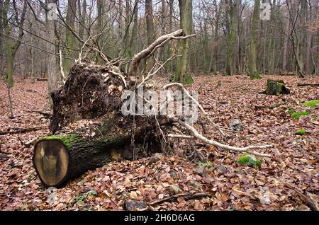 Grünes Moos wächst auf einem Stamm mit Wurzel, und Blätter herum. Herbstsaison. Herbststimmung. Moos auf einem Baumstumpf. Schöner Wald in der Natur. Stockfoto