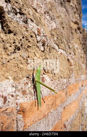 Nasentüpfer, kegelförmige Heuschrecke, schräge Heuschrecke (Acrida ungarica), Park der Aquädukte (Parco degli Acquedotti), Rom, Latium, Italien Stockfoto