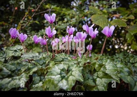 Hübsches, kleines, rosa bis violett blühendes Cyclamen hederifolium (efeublättrige Cyclamen) in Blüte in einem Garten in Surrey, England, Nahaufnahme Stockfoto