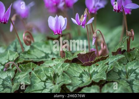 Hübsches, kleines, rosa bis violett blühendes Cyclamen hederifolium (efeublättrige Cyclamen) in Blüte in einem Garten in Surrey, England, Nahaufnahme Stockfoto