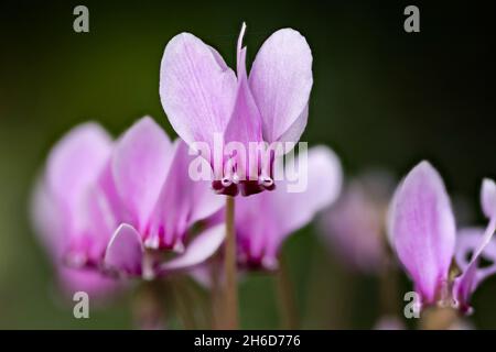 Hübsches, kleines, rosa bis violett blühendes Cyclamen hederifolium (efeublättrige Cyclamen) in Blüte in einem Garten in Surrey, England, Nahaufnahme Stockfoto