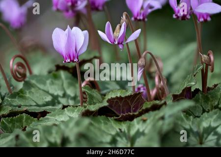 Hübsches, kleines, rosa bis violett blühendes Cyclamen hederifolium (efeublättrige Cyclamen) in Blüte in einem Garten in Surrey, England, Nahaufnahme Stockfoto