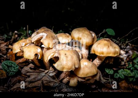 Große braune Pilze, die in der Nacht in einem englischen Garten im Spätherbst bis zum frühen Winter fotografiert wurden, mit Schäden, die durch Nacktschnecken verursacht wurden Stockfoto