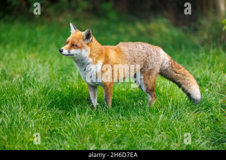 Ein gesunder Fuchs (Vulpes vulpes) mit einem buschigen Schwanz, der im Gras im British Wildlife Centre, Lingfield, Surrey, steht Stockfoto
