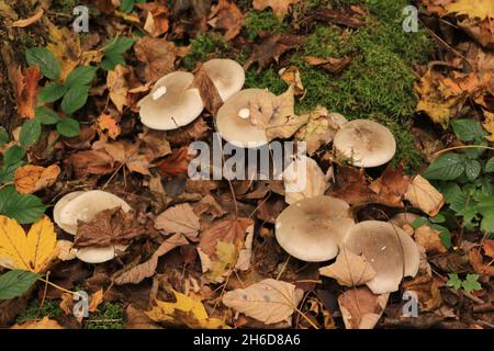 Impressionen von der Festung Königstein in der Sächsischen Schweiz Stockfoto