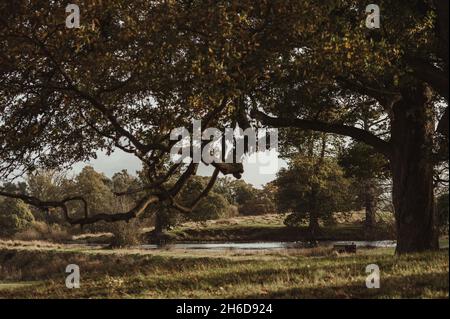 Faulenzen an einem Sonntagnachmittag Stockfoto
