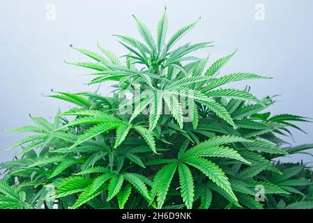 Schöne gesunde grüne Cannabispflanze anbauen, die bereit ist zu blühen. Stockfoto