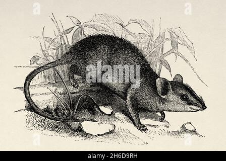 Der rotwehige Dunnart (Sminthopsis virginiae) Australasian Beuteltier. Queensland, Australien. Alte gravierte Illustration aus dem 19. Jahrhundert, Reise nach Nordostaustralien von Carl Lumholtz 1880-1884 aus Le Tour du Monde 1889 Stockfoto