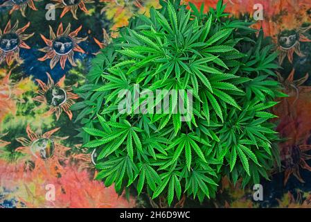 Runde wachsende schöne gesunde grüne Cannabispflanze, die bereit ist, mit der Blüte zu beginnen. Stockfoto