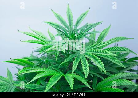 Schöne gesunde grüne Cannabispflanze anbauen, die bereit ist zu blühen. Stockfoto