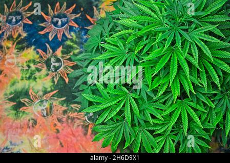 Runde wachsende schöne gesunde grüne Cannabispflanze, die bereit ist, mit der Blüte zu beginnen. Stockfoto