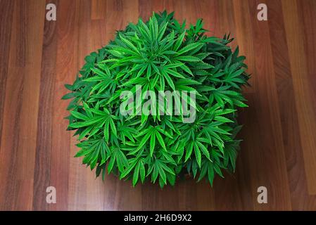 Runde wachsende schöne gesunde grüne Cannabispflanze, die bereit ist, mit der Blüte zu beginnen. Stockfoto
