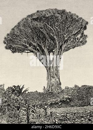 Dracaena draco. Der Drachenbaum von Icod de los Vinos, eine typische Baumpflanze des subtropischen Klimas der Kanarischen Inseln, ist das Pflanzensymbol der Insel Teneriffa, Spanien. Europa. Aufstieg zum Vulkan Teide durch Edmond Cotteau. Alte gravierte Illustration aus dem 19. Jahrhundert von Le Tour du Monde 1889 Stockfoto