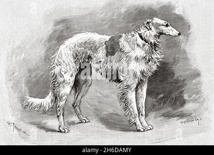 Russischer Windhund. Loki, der Hund des Zaren Nikolái Aleksándrovich Románov (1868-1918) Russland. Alte, gravierte Illustration aus dem 19. Jahrhundert von La Nature 1897 Stockfoto