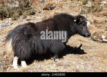 Schwarzer Yak (bos grunniens oder bos mutus) Auf dem Weg zum Everest-Basislager - Nepal Stockfoto