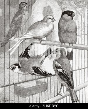 Singvögel. Nightingale, Serin, Bullfinch, Goldfinch, Chaffinch. Alte, gravierte Illustration aus dem 19. Jahrhundert von La Nature 1897 Stockfoto