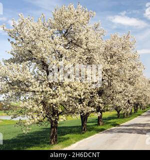 Allee von Kirschbäumen weiß blühenden schöne Aussicht Stockfoto