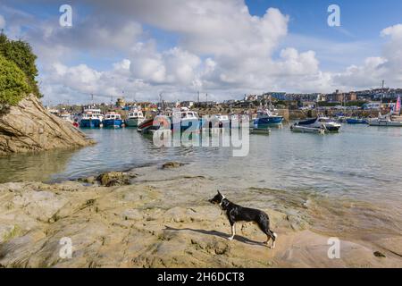Ein junger Border Collie-Hund, der am Ufer im historischen, malerischen, funktionierenden Newquay Harbour in Newquay an der Küste von North Cornwall steht. Stockfoto