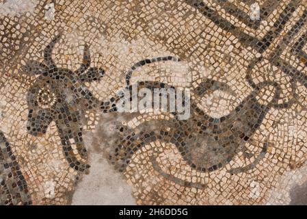 Mosaic, Great Witcombe Roman Villa, Gloucestershire, 2018. Detail eines Mosaikpflasters auf dem Villengelände, das ein Seewesen mit Stierköpfen darstellt. Stockfoto