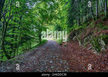 Erstaunliche Herbstwaldlandschaft. Irati Wald in Navarra. Spanien Stockfoto