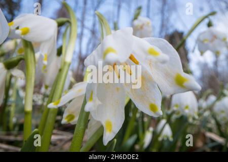 Frühjahrsschneeflocke (Leucojum vernum), Einzelblüte aus nächster Nähe, Deutschland Stockfoto