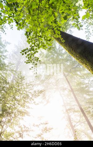 Buche (Fagus sylvatica), Blick in die Baumspitze einer Buche im Frühjahr im Morgennebel, Baum des Jahres 2022, Deutschland, Odenwald Stockfoto